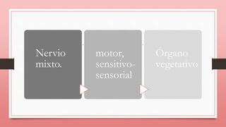 Nervio
mixto.
motor,
sensitivo-
sensorial
Órgano
vegetativo
 