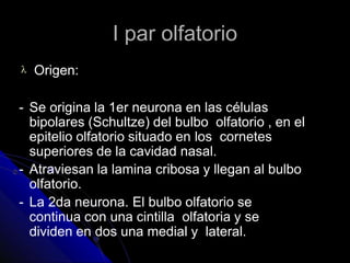 I par olfatorio
 Origen:
- Se origina la 1er neurona en las células
bipolares (Schultze) del bulbo olfatorio , en el
epitelio olfatorio situado en los cornetes
superiores de la cavidad nasal.
- Atraviesan la lamina cribosa y llegan al bulbo
olfatorio.
- La 2da neurona. El bulbo olfatorio se
continua con una cintilla olfatoria y se
dividen en dos una medial y lateral.
 