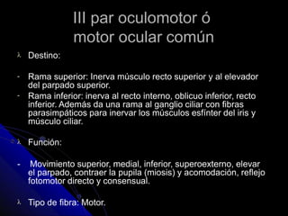 III par oculomotor ó
motor ocular común
 Destino:
-
-
Rama superior: Inerva músculo recto superior y al elevador
del parpado superior.
Rama inferior: inerva al recto interno, oblicuo inferior, recto
inferior. Además da una rama al ganglio ciliar con fibras
parasimpáticos para inervar los músculos esfínter del iris y
músculo ciliar.
 Función:
- Movimiento superior, medial, inferior, superoexterno, elevar
el parpado, contraer la pupila (miosis) y acomodación, reflejo
fotomotor directo y consensual.
 Tipo de fibra: Motor.
 