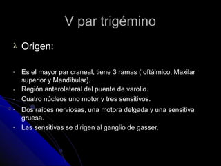 V par trigémino
 Origen:
-
-
-
-
-
Es el mayor par craneal, tiene 3 ramas ( oftálmico, Maxilar
superior y Mandibular).
Región anterolateral del puente de varolio.
Cuatro núcleos uno motor y tres sensitivos.
Dos raíces nerviosas, una motora delgada y una sensitiva
gruesa.
Las sensitivas se dirigen al ganglio de gasser.
 