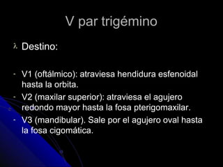 V par trigémino
 Destino:
-
-
-
V1 (oftálmico): atraviesa hendidura esfenoidal
hasta la orbita.
V2 (maxilar superior): atraviesa el agujero
redondo mayor hasta la fosa pterigomaxilar.
V3 (mandibular). Sale por el agujero oval hasta
la fosa cigomática.
 