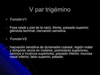 V par trigémino
 FunciónV1:
- Fosa nasal y piel de la nariz, frente, parpado superior,
glándula lacrimal, inervación sensitiva.
 FunciónV2:
- Inervación sensitiva de duramadre craneal, región malar
y temporal, encía en molares, premolares superiores,
caninos e incisivos superiores, parpado inferior, mucosa
nasal inferior, labio superior, paladar.
 