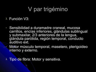 V par trigémino
 Función V3:
-
- Sensibilidad a duramadre craneal, mucosa
carrillos, encías inferiores, glándulas sublingual
y submaxilar, 2/3 anteriores de la lengua,
glándula parótida, región temporal, conducto
auditivo ext.
Motor músculo temporal, masetero, pterigoideo
interno y externo.
 Tipo de fibra: Motor y sensitiva.
 