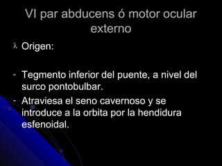 VI par abducens ó motor ocular
externo
 Origen:
-
-
Tegmento inferior del puente, a nivel del
surco pontobulbar.
Atraviesa el seno cavernoso y se
introduce a la orbita por la hendidura
esfenoidal.
 