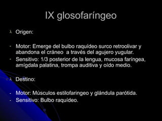 IX glosofaríngeo
 Origen:
-
-
Motor: Emerge del bulbo raquídeo surco retroolivar y
abandona el cráneo a través del agujero yugular.
Sensitivo: 1/3 posterior de la lengua, mucosa faríngea,
amígdala palatina, trompa auditiva y oído medio.
 Destino:
-
-
Motor: Músculos estilofaringeo y glándula parótida.
Sensitivo: Bulbo raquídeo.
 