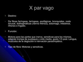 X par vago
 Destino:
- Da fibras faríngeas, laríngeas, esofágicas, bronquiales, nodo
sinusal, diafragmáticas (nervio frénico), estomago, intestinos,
riñones e hígado.
 Función:
- Motora para las partes que inerva, sensitivas para los mismos,
además trompa de eustaquio y oído medio, gusto 1/3 post. Lengua,
músculos de la deglución e inervación parasimpático.
 Tipo de fibra: Motoras y sensitivas.
 