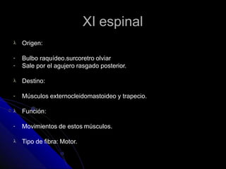 XI espinal
 Origen:
-
-
Bulbo raquídeo.surcoretro olviar
Sale por el agujero rasgado posterior.
 Destino:
- Músculos externocleidomastoideo y trapecio.
 Función:
- Movimientos de estos músculos.
 Tipo de fibra: Motor.
 