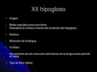 XII hipogloso
 Origen:
-
-
Bulbo raquídeo.surco pre olivar
Abandona el cráneo a través del conducto del hipogloso.
 Destino:
- Músculos de la lengua.
 Función:
- Movimientos de los músculos extrínsecos de la lengua para permitir
el habla.
 Tipo de fibra: Motor.
 