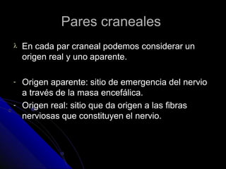 Pares craneales
 En cada par craneal podemos considerar un
origen real y uno aparente.
-
-
Origen aparente: sitio de emergencia del nervio
a través de la masa encefálica.
Origen real: sitio que da origen a las fibras
nerviosas que constituyen el nervio.
 