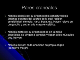 Pares craneales
 Nervios sensitivos: su origen real lo constituyen los
órganos o partes del cuerpo de la cual reciben
sensibilidad, ejemplo, nariz, boca, etc. Hacen relevo en
un ganglio y entran a la masa encefálica.
 Nervios motores: su origen real es en la masa
encefálica, se dirigen a ganglios y llegan a los músculos
que inervan.
 Nervios mixtos: cada uno tiene su propio origen
(sensitivo-motor).
 