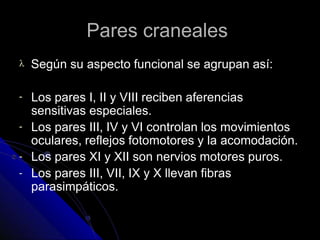 Pares craneales
 Según su aspecto funcional se agrupan así:
-
-
-
-
Los pares I, II y VIII reciben aferencias
sensitivas especiales.
Los pares III, IV y VI controlan los movimientos
oculares, reflejos fotomotores y la acomodación.
Los pares XI y XII son nervios motores puros.
Los pares III, VII, IX y X llevan fibras
parasimpáticos.
 
