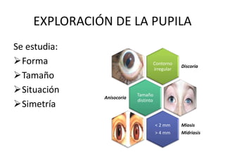 PARES CRANEALES NEUROANATOMIA Y CARACTERISTICAS.pptx