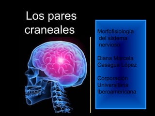 Morfofisiología
del sistema
nervioso
Diana Marcela
Casagua López
Corporación
Universitaria
Iberoamericana
Los pares
craneales
 