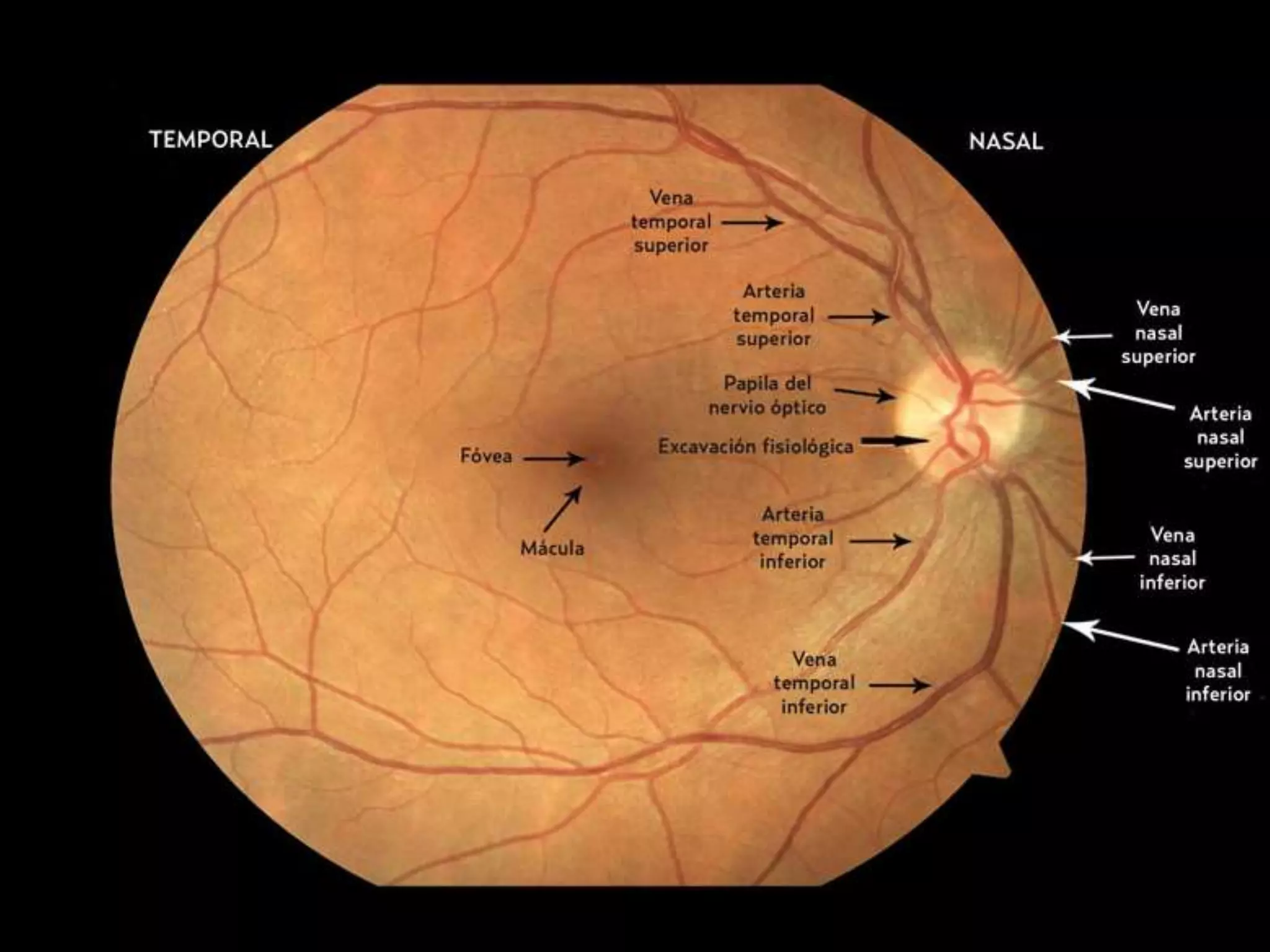 Pares craneales 1 6 | PPTX