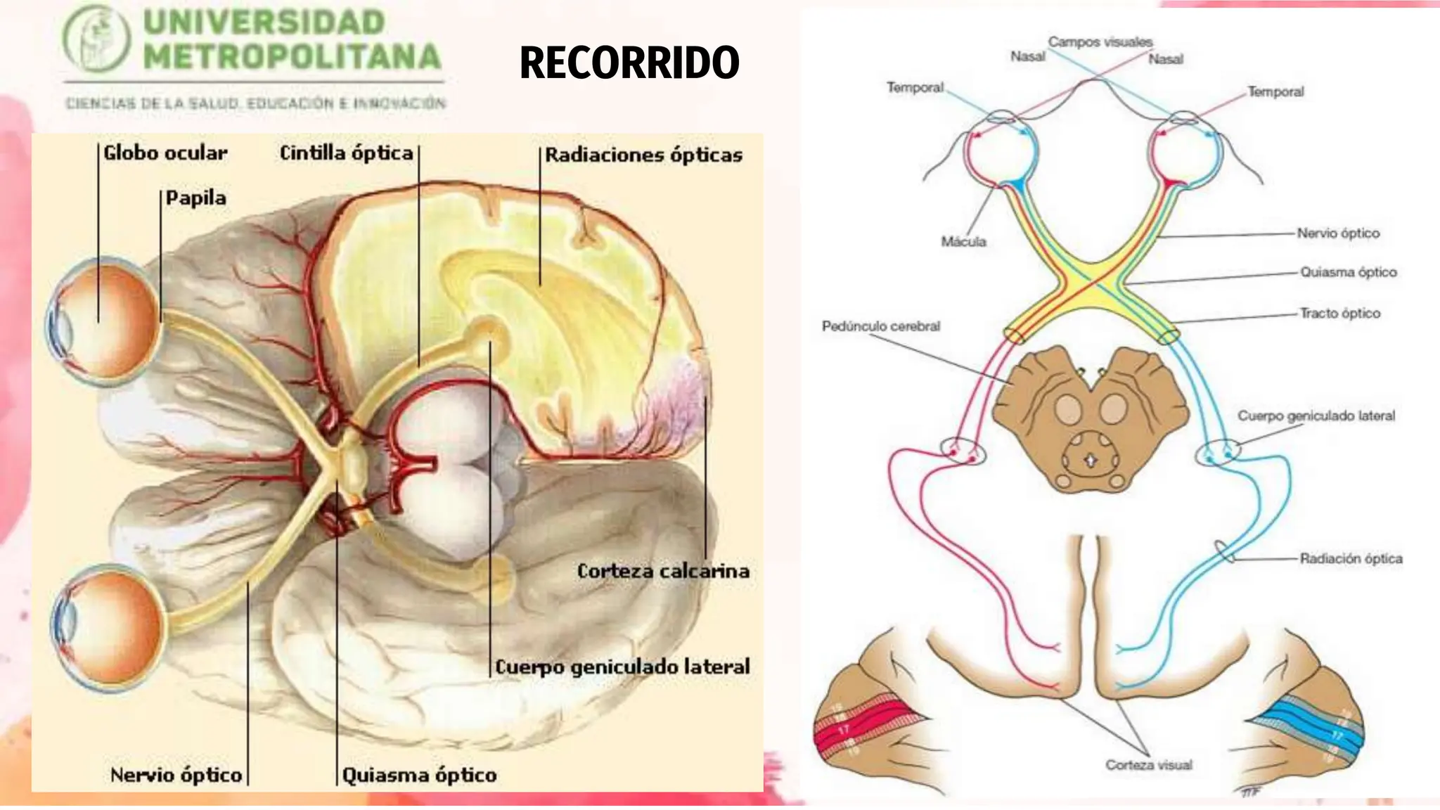 Pares Craneales, origen real y aparente, inervación, trayecto y ...