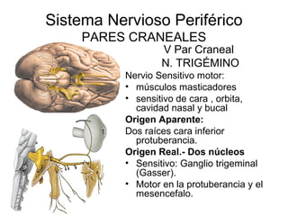 Sistema Nervioso Periférico
PARES CRANEALES
V Par Craneal
N. TRIGÉMINO
Nervio Sensitivo motor:
• músculos masticadores
• sensitivo de cara , orbita,
cavidad nasal y bucal
Origen Aparente:
Dos raíces cara inferior
protuberancia.
Origen Real.- Dos núcleos
• Sensitivo: Ganglio trigeminal
(Gasser).
• Motor en la protuberancia y el
mesencefalo.
 