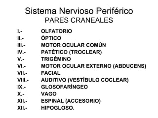 Sistema Nervioso Periférico
PARES CRANEALES
I.- OLFATORIO
II.- ÓPTICO
III.- MOTOR OCULAR COMÚN
IV.- PATÉTICO (TROCLEAR)
V.- TRIGÉMINO
VI.- MOTOR OCULAR EXTERNO (ABDUCENS)
VII.- FACIAL
VIII.- AUDITIVO (VESTÍBULO COCLEAR)
IX.- GLOSOFARÍNGEO
X.- VAGO
XII.- ESPINAL (ACCESORIO)
XII.- HIPOGLOSO.
 