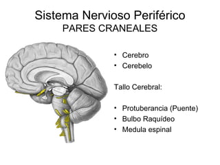 Sistema Nervioso Periférico
PARES CRANEALES
• Cerebro
• Cerebelo
Tallo Cerebral:
• Protuberancia (Puente)
• Bulbo Raquídeo
• Medula espinal
 