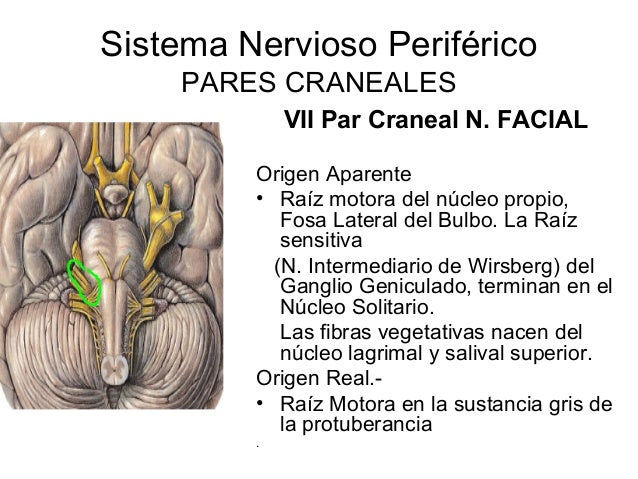 Pares craneales completo - Dr Yair Moises Flores S.