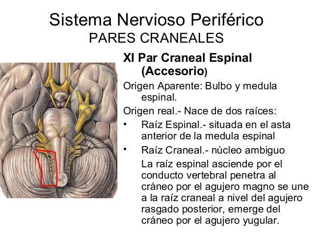 Pares craneales completo - Dr Yair Moises Flores S.