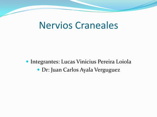 Nervios Craneales


 Integrantes: Lucas Vinicius Pereira Loiola
     Dr: Juan Carlos Ayala Verguguez
 