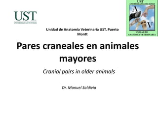 Pares craneales en animales
mayores
Cranial pairs in older animals
Dr. Manuel Saldivia
Unidad de Anatomía Veterinaria UST. Puerto
Montt
 