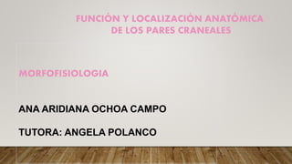 MORFOFISIOLOGIA
ANA ARIDIANA OCHOA CAMPO
TUTORA: ANGELA POLANCO
FUNCIÓN Y LOCALIZACIÓN ANATÓMICA
DE LOS PARES CRANEALES
 