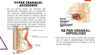 11PAR CRANALES:
ACCESORIO
• Es un nervio motor, se encarga del
movimiento cefalogiro por su inervación
del músculo esternocleidomastoideo y
produce de esta forma la rotación de la
cabeza hacia el lado opuesto, al mismo
tiempo que la inclina hacia su lado. El
nervio espinal también nos permite echar
la cabeza hacia atrás. Así pues, diríamos
que interviene en los movimientos de la
cabeza y de los hombros.
12 PAR CRANEAL:
HIPOGLOSO
• Se trata de un nervio motor que al igual
que el vago y glosofaríngeo intervienen
en la musculatura de la lengua y en la
acción de tragar.
 