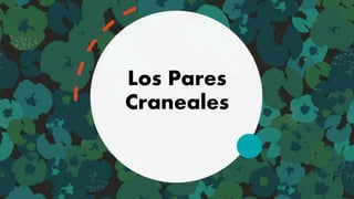 Los Pares
Craneales
 