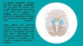 Los pares craneales, también
llamados nervios craneales,
son 12 pares de nervios que
surgen directamente del cerebro
o a nivel del tronco del
encéfalo para distribuirse a
través de los agujeros de la base
del cráneo en la cabeza, cuello,
tórax y abdomen.
Estos nervios nos permiten
funcionar en el día a día de una
manera mas fácil, debido que
entre sus principales funciones
esta llevar información que
reciben de nuestros órganos de
los sentidos al cerebro y del
cerebro a algunos músculos y
vísceras.
 