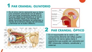 1 PAR CRANEAL: OLFATORIO
• Es el único nervio sensorial que no tiene
una conexión precortical con el tálamo .
Las neuronas receptoras residen en la
mucosa olfatoria localizada en el techo
de la cavidad nasal y los axones de
estas neuronas bipolares se extienden a
través de la lámina cribosa del etmoides
y terminan en el bulbo olfatorio .
2 PAR CRANEAL: ÓPTICO
• Es el responsable de la visión y del
componente aferente del reflejo pupilar
fotomotor. El nervio óptico tiene 4
segmentos que pueden ser valorados por
RM: intraocular, orbitario, canalicular y
cisternal.
 