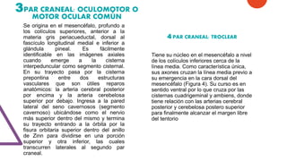 3PAR CRANEAL: OCULOMOTOR O
MOTOR OCULAR COMÚN
Se origina en el mesencéfalo, profundo a
los colículos superiores, anterior a la
materia gris periacueductal, dorsal al
fascículo longitudinal medial e inferior a
glándula pineal. Es fácilmente
identificable en las imágenes axiales
cuando emerge a la cisterna
interpeduncular como segmento cisternal.
En su trayecto pasa por la cisterna
prepontina entre dos estructuras
vasculares que son útiles reparos
anatómicos: la arteria cerebral posterior
por encima y la arteria cerebelosa
superior por debajo. Ingresa a la pared
lateral del seno cavernosos (segmento
cavernoso) ubicándose como el nervio
más superior dentro del mismo y termina
su trayecto entrando a la órbita por la
fisura orbitaria superior dentro del anillo
de Zinn para dividirse en una porción
superior y otra inferior, las cuales
transcurren laterales al segundo par
craneal.
4 PAR CRANEAL: TROCLEAR
Tiene su núcleo en el mesencéfalo a nivel
de los colículos inferiores cerca de la
línea media. Como característica única,
sus axones cruzan la línea media previo a
su emergencia en la cara dorsal del
mesencéfalo (Figura 4). Su curso es en
sentido ventral por lo que cruza por las
cisternas cuadrigeminal y ambiens, donde
tiene relación con las arterias cerebral
posterior y cerebelosa postero superior
para finalmente alcanzar el margen libre
del tentorio
 