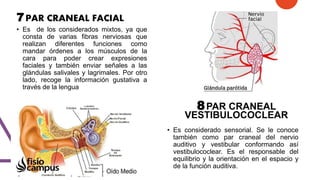 7PAR CRANEAL FACIAL
• Es de los considerados mixtos, ya que
consta de varias fibras nerviosas que
realizan diferentes funciones como
mandar órdenes a los músculos de la
cara para poder crear expresiones
faciales y también enviar señales a las
glándulas salivales y lagrimales. Por otro
lado, recoge la información gustativa a
través de la lengua
8PAR CRANEAL
VESTIBULOCOCLEAR
• Es considerado sensorial. Se le conoce
también como par craneal del nervio
auditivo y vestibular conformando así
vestibulococlear. Es el responsable del
equilibrio y la orientación en el espacio y
de la función auditiva.
 