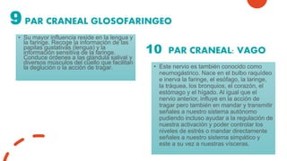 9 PAR CRANEAL GLOSOFARINGEO
• Su mayor influencia reside en la lengua y
la faringe. Recoge la información de las
papilas gustativas (lengua) y la
información sensitiva de la faringe.
Conduce órdenes a las glándula salival y
diversos músculos del cuello que facilitan
la deglución o la acción de tragar.
10 PAR CRANEAL: VAGO
• Este nervio es también conocido como
neumogástrico. Nace en el bulbo raquídeo
e inerva la faringe, el esófago, la laringe,
la tráquea, los bronquios, el corazón, el
estómago y el hígado. Al igual que el
nervio anterior, influye en la acción de
tragar pero también en mandar y transmitir
señales a nuestro sistema autónomo
pudiendo incluso ayudar a la regulación de
nuestra activación y poder controlar los
niveles de estrés o mandar directamente
señales a nuestro sistema simpático y
este a su vez a nuestras vísceras.
 