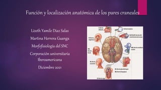 Función y localización anatómica de los pares craneales
Lizeth Yamile Diaz Salas
Martina Herrera Guanga
Morfofisiología del SNC
Corporación universitaria
Iberoamericana
Diciembre 2021
 