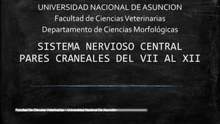 SISTEMA NERVIOSO CENTRAL
PARES CRANEALES DEL VII AL XII
UNIVERSIDAD NACIONAL DE ASUNCION
Facultad de CienciasVeterinarias
Departamento de Ciencias Morfológicas
 