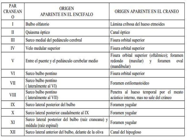 ANATOMIA, PATOLOGIA Y EXPLORACIÓN DE PARES CRANEALES