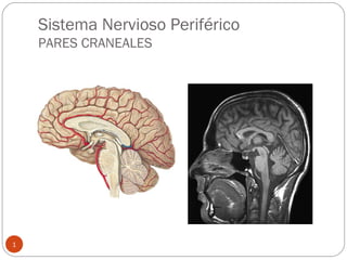 Sistema Nervioso Periférico
PARES CRANEALES
1
 