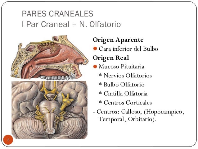 Origenes Aparentes Y Reales De Los Pares Craneales es.slideshare.net