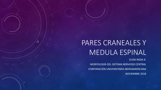 PARES CRANEALES Y
MEDULA ESPINAL
ELIDA RADA A.
MORFOLOGÍA DEL SISTEMA NERVIOSO CENTRAL
CORPORACIÓN UNIVERSITARIA IBEROAMERICANA
NOVIEMBRE 2018
 