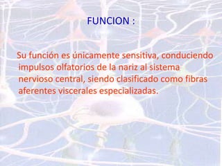 FUNCION :
Su función es únicamente sensitiva, conduciendo
impulsos olfatorios de la nariz al sistema
nervioso central, siendo clasificado como fibras
aferentes viscerales especializadas.
 