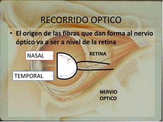 RECORRIDO OPTICO
• El origen de las fibras que dan forma al nervio
óptico va a ser a nivel de la retina
RETINA
NERVIO
OPTICO
NASAL
TEMPORAL
 
