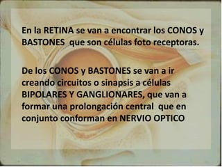 En la RETINA se van a encontrar los CONOS y
BASTONES que son células foto receptoras.
De los CONOS y BASTONES se van a ir
creando circuitos o sinapsis a células
BIPOLARES Y GANGLIONARES, que van a
formar una prolongación central que en
conjunto conforman en NERVIO OPTICO
 