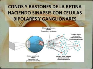 CONOS Y BASTONES DE LA RETINA
HACIENDO SINAPSIS CON CELULAS
BIPOLARES Y GANGLIONARES
 