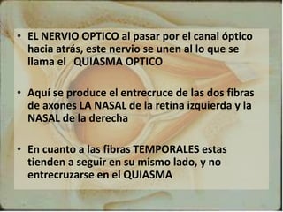 • EL NERVIO OPTICO al pasar por el canal óptico
hacia atrás, este nervio se unen al lo que se
llama el QUIASMA OPTICO
• Aquí se produce el entrecruce de las dos fibras
de axones LA NASAL de la retina izquierda y la
NASAL de la derecha
• En cuanto a las fibras TEMPORALES estas
tienden a seguir en su mismo lado, y no
entrecruzarse en el QUIASMA
 