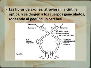 • Las fibras de axones, atraviesan la cintilla
óptica, y se dirigen a los cuerpos geniculados,
rodeando al pedúnculo cerebral
 