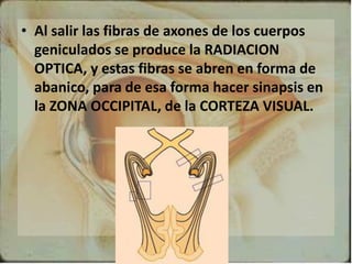 • Al salir las fibras de axones de los cuerpos
geniculados se produce la RADIACION
OPTICA, y estas fibras se abren en forma de
abanico, para de esa forma hacer sinapsis en
la ZONA OCCIPITAL, de la CORTEZA VISUAL.
 