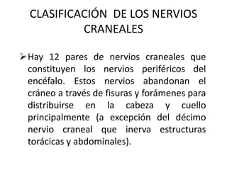 CLASIFICACIÓN DE LOS NERVIOS
CRANEALES
Hay 12 pares de nervios craneales que
constituyen los nervios periféricos del
encéfalo. Estos nervios abandonan el
cráneo a través de fisuras y forámenes para
distribuirse en la cabeza y cuello
principalmente (a excepción del décimo
nervio craneal que inerva estructuras
torácicas y abdominales).
 