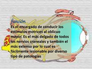 función
Es el encargado de conducir los
estímulos motrices al oblicuo
mayor. Es el más delgado de todos
los nervios craneales y también el
más extenso por lo cual es
fácilmente lesionable por diverso
tipo de patologías
 