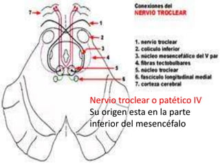 Nervio troclear o patético IV
Su origen esta en la parte
inferior del mesencéfalo
 
